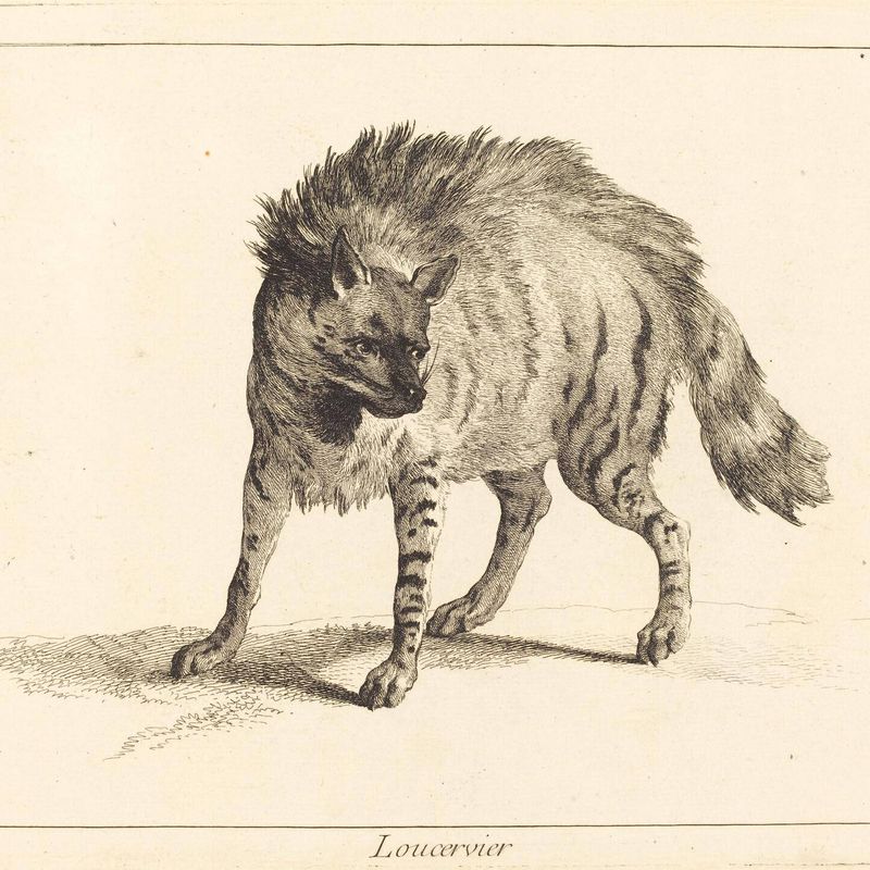 Loucervier (Hyena)