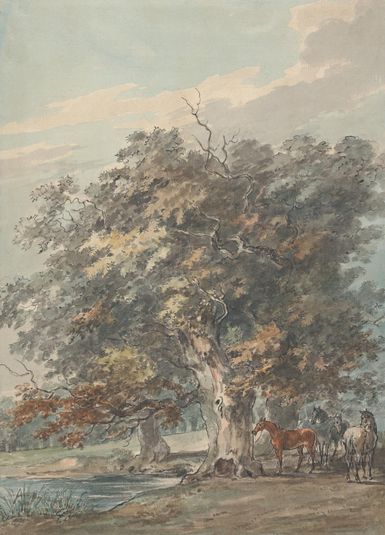 Four Horses Standing in a Group in the Shade of Large Trees by Water