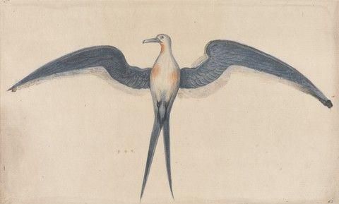 Frigate Bird, after the Original by John White in the British Museum [Caribbean and Oceanic, No. 16]