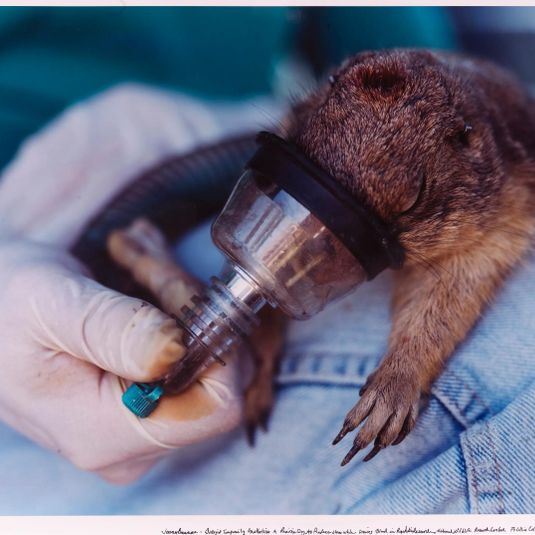 Biologist Temporarily Anesthetizes a Prairie Dog to Reduce Stress While Drawing Blood in Reproduction Research. National Wildlife Research Center. Fort Collins, Colorado