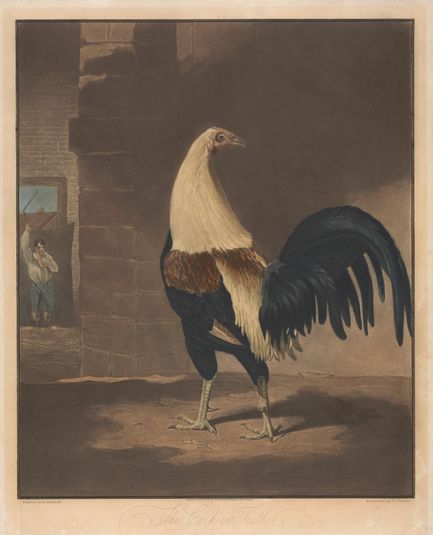 Cock Fighting [a pair]: 1. The Cock in Feather