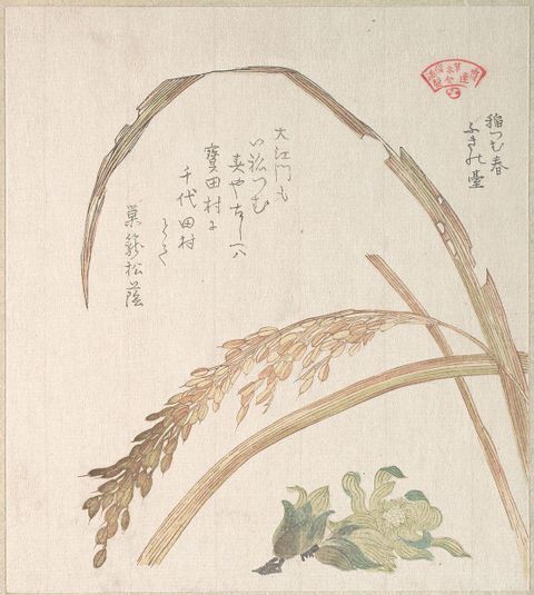 Rice Plant and Butter-Burs