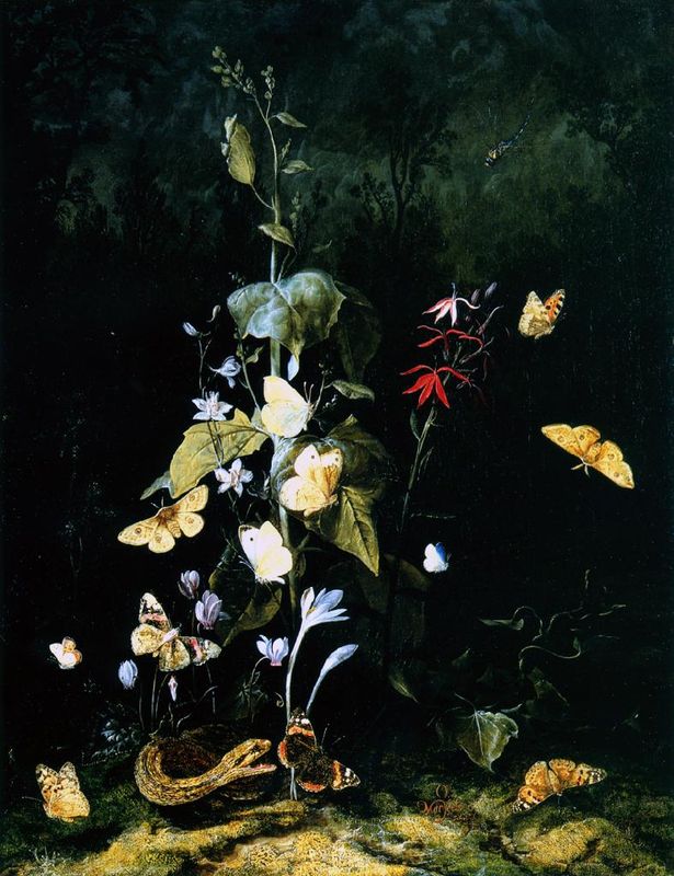 Plants, Frogs, Butterflies and a Snake on a Forest Ground
