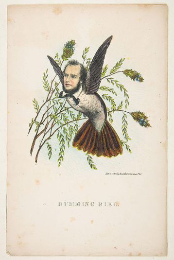 Humming Bird (Thomas B. Florence), from The Comic Natural History of the Human Race