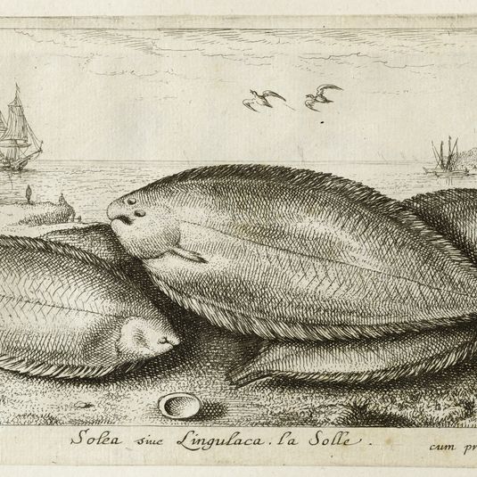 Diverses espèces de poissons de mer, troisième partie, La sole (Robert-Dumesnil 443, Bartsch 29)