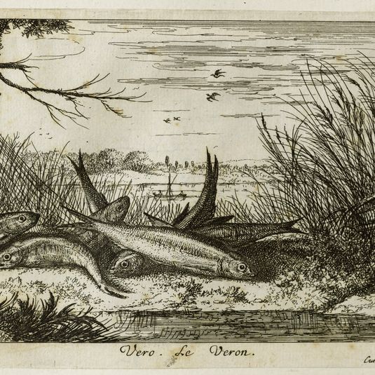 Diverses espèces de poissons d'eau douce, seconde partie, Le vairon (Robert-Dumesnil 465, Bartsch 51)