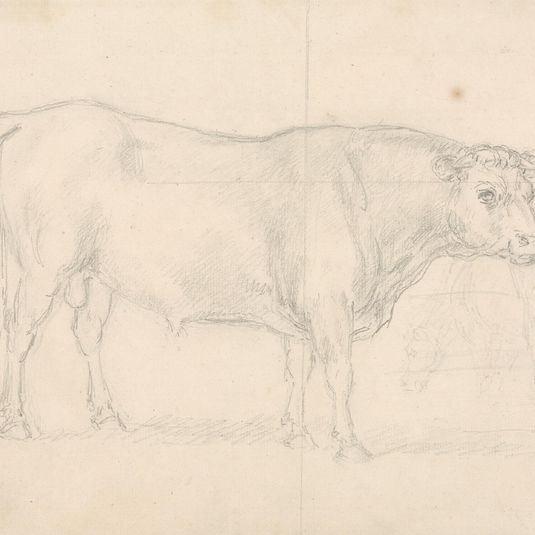 Study of a Bull