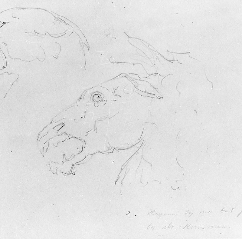 Sketches of Two Animal Skulls
