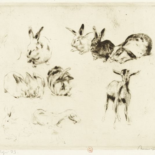 Etude de lapins