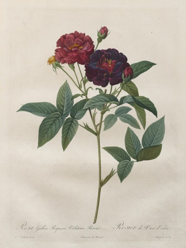 The Roses:  Rosa Gallica Purpurea Velutina Parva