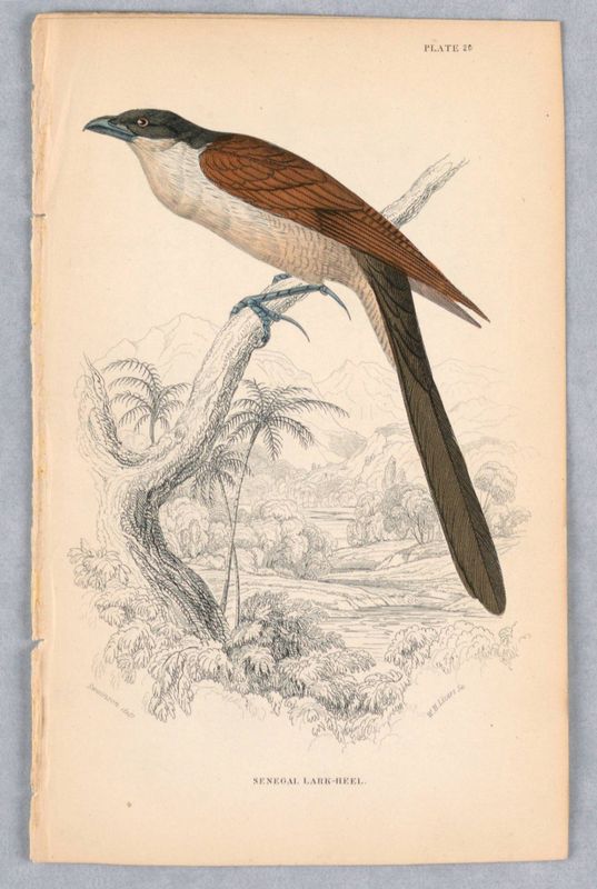 Senegal Lark-Hell, Plate 20 from Birds of Western Africa