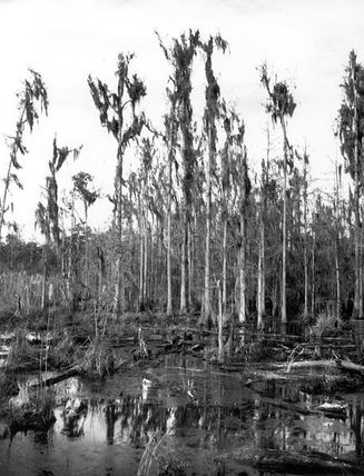 A Cypress Swamp