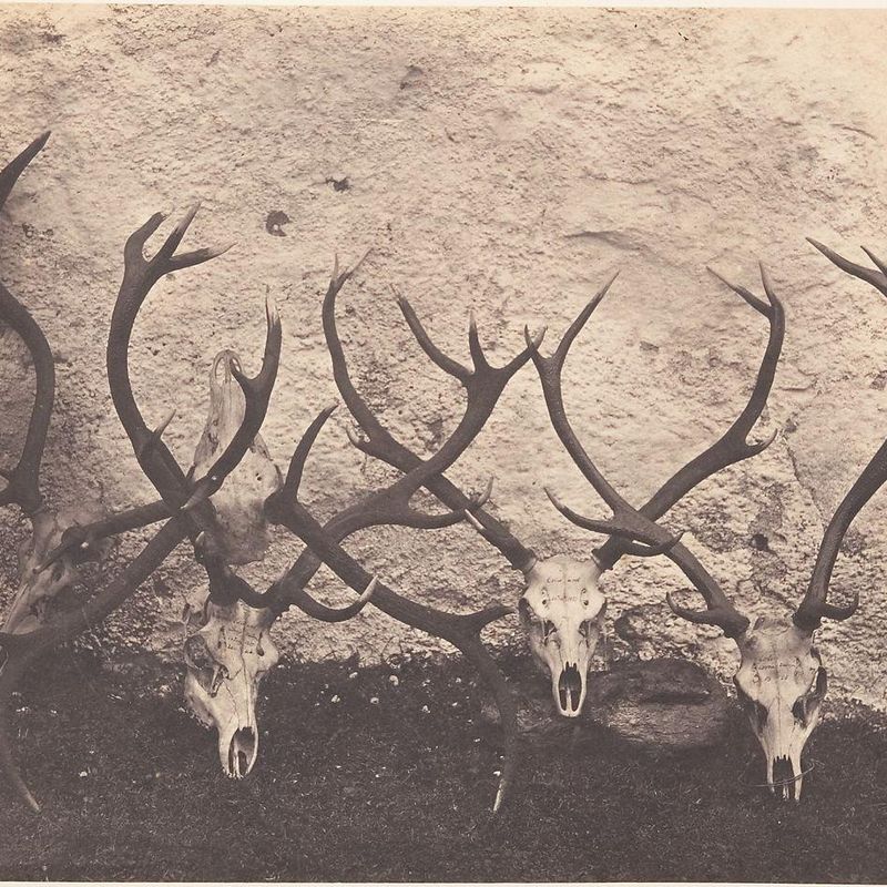 [Stags Heads - Dibedale]