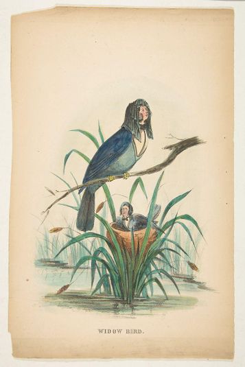 Widow Bird, from The Comic Natural History of the Human Race