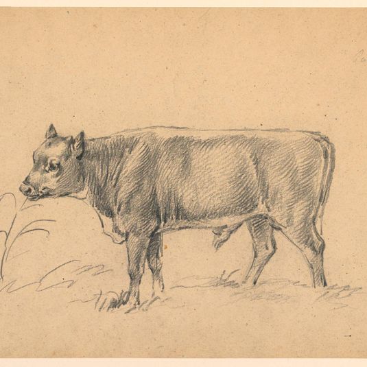 Study of a Young Bull Standing in a Meadow