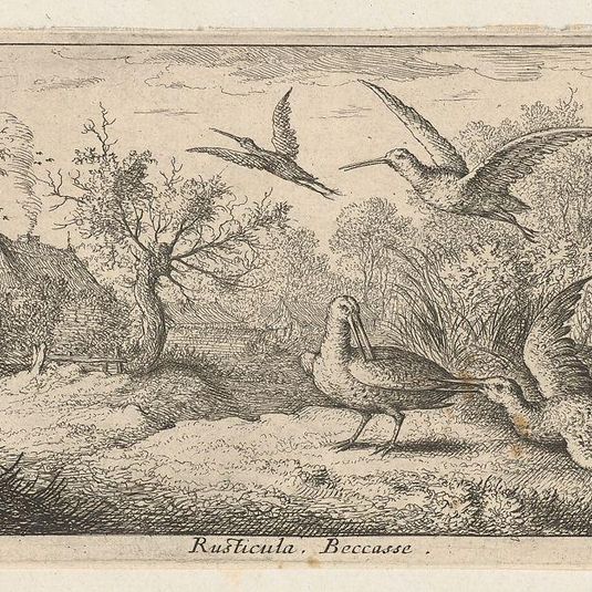Rusticula, Beccasse (The Woodcock): Livre d'Oyseaux (Book of Birds)
