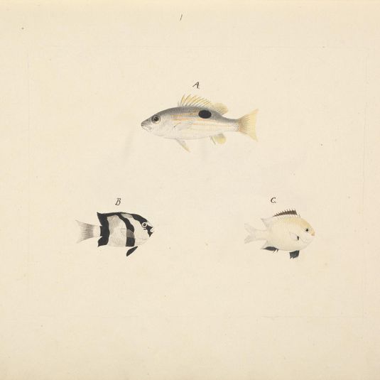 Three Unidentified Fish