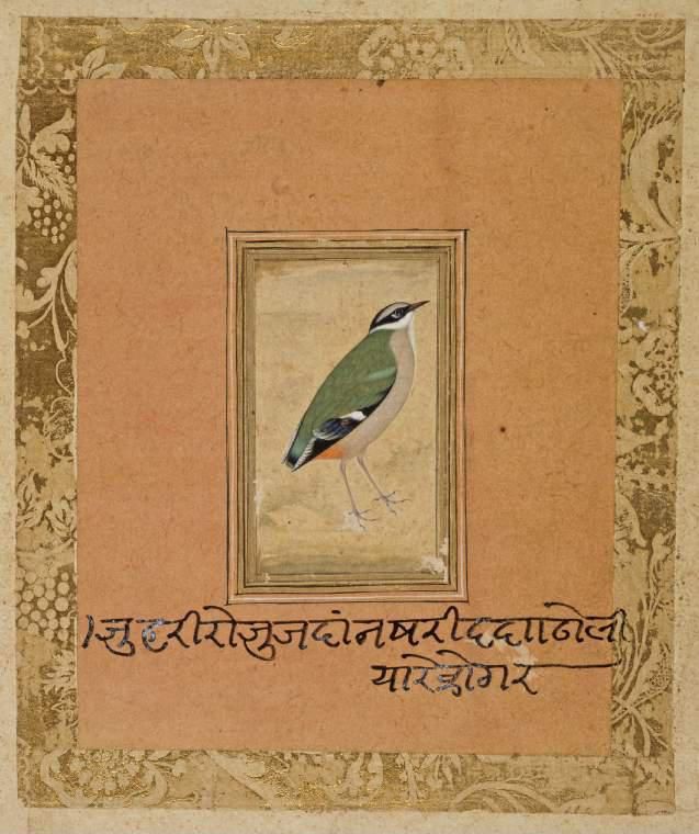 Green bird (Indian Pitta (Pitta brachyura*) standing facing right