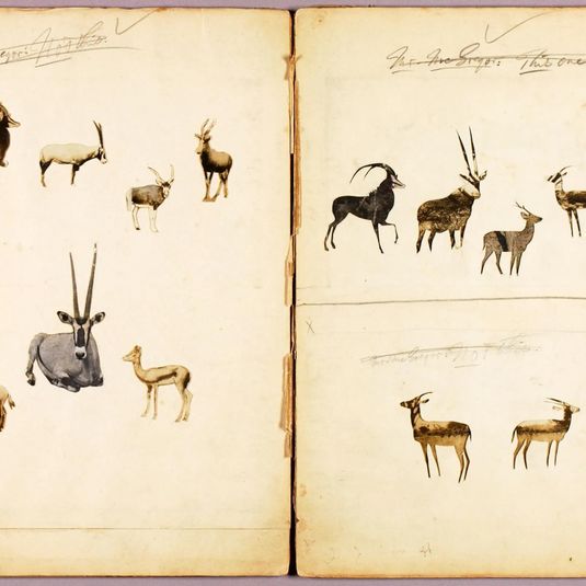 Antelopes, study folder for book Concealing Coloration in the Animal Kingdom