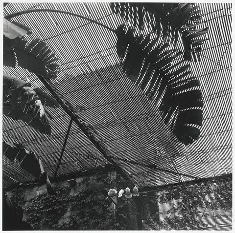 Conservatory in Estoril, Portugal, 1968