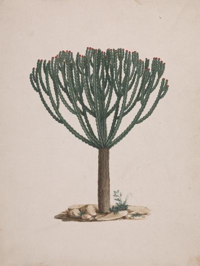 Euphorbia abyssinica J.F. Gmel. (Ethiopian Tree-Spurge): finished drawing of the tree's habit