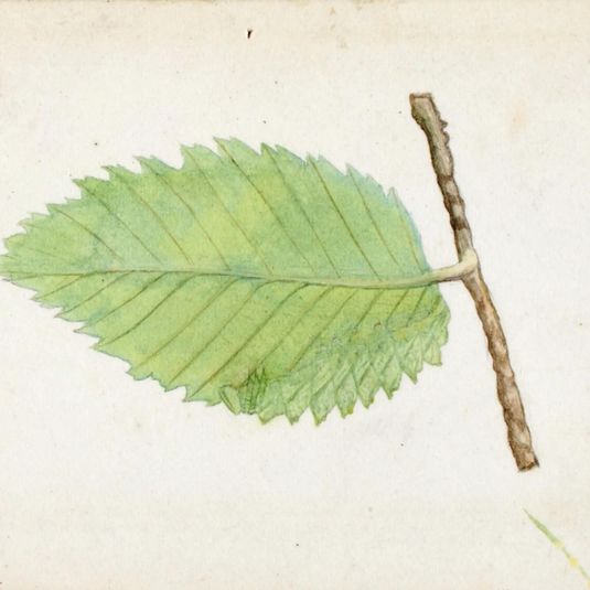 Jagged Leaf Edge Caterpillar, study for book Concealing Coloration in the Animal Kingdom