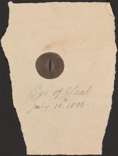 The Eye of a Seal and verso: Sketches of an Apparatus