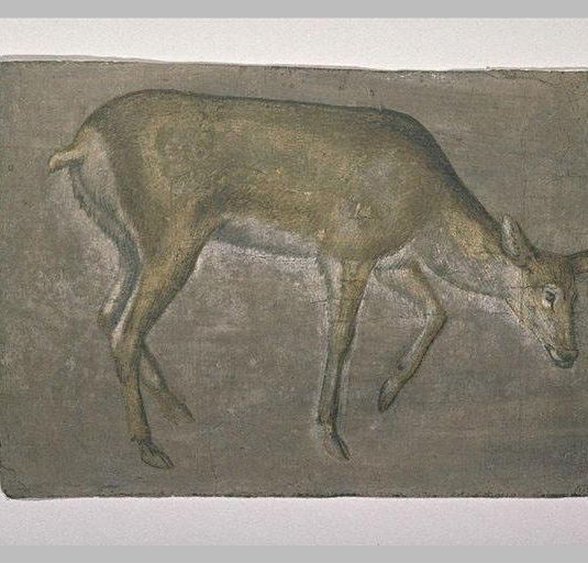 Sketch of deer doe