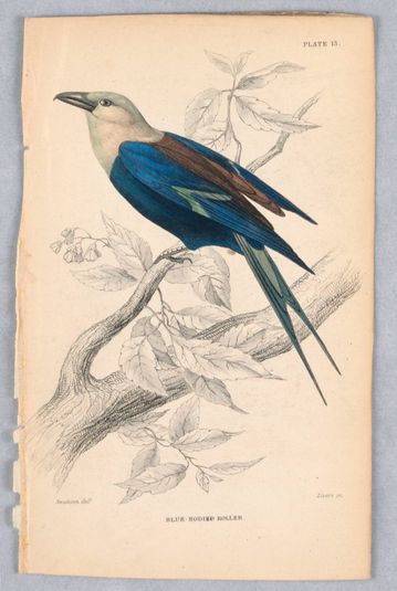 Blue-Bodied Roller, Plate 13 from Birds of Western Africa
