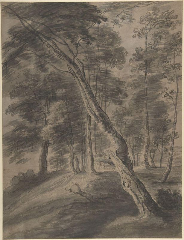 Forest Scene with Tree in Foreground