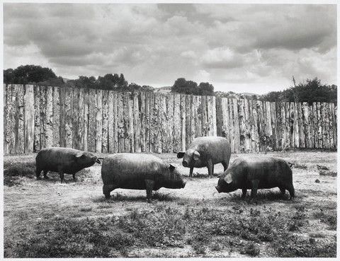Pigs, near Santa Fe, 1983