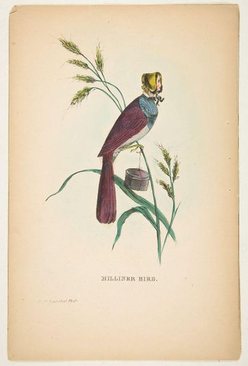 Milliner Bird (Minnie Doyle), from The Comic Natural History of the Human Race
