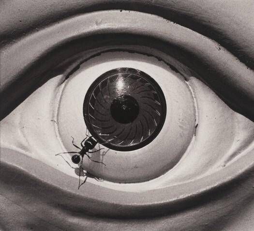 Untitled (Eye with Ant)