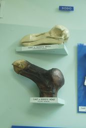 Raphus cucullatus Dodo