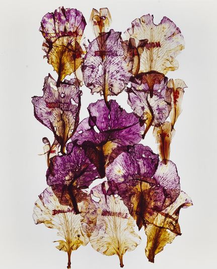 Hommage à Blaschka. Iris violet