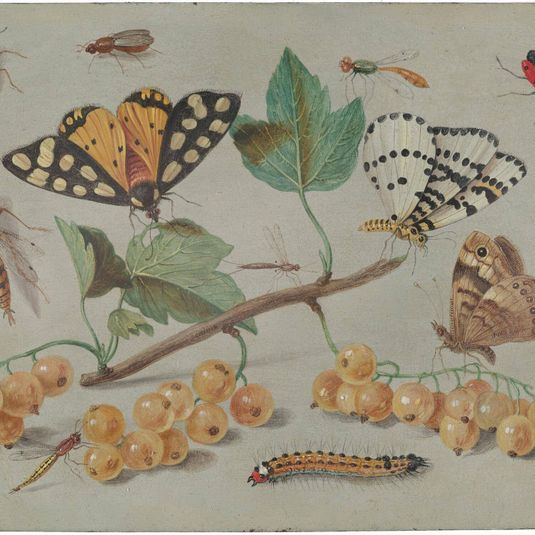 Study of Butterfly and Insects
