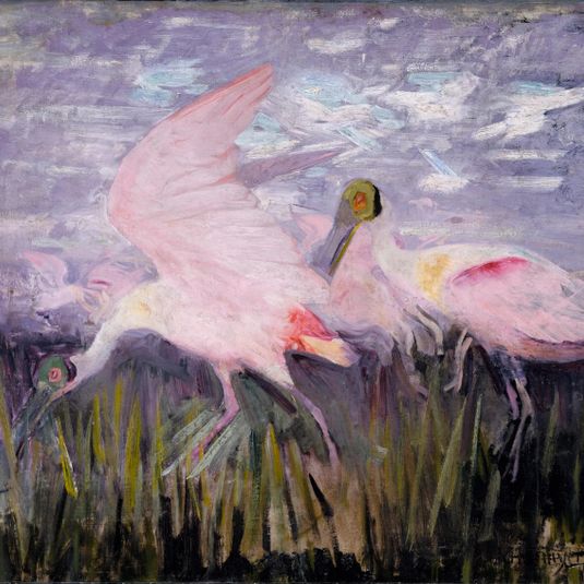 Roseate Spoonbills, study for book Concealing Coloration in the Animal Kingdom