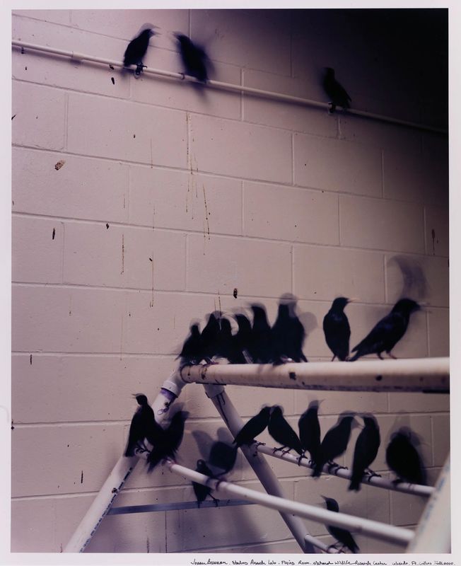 Starling Research Lab, Flying Room. National Wildlife Research Center. Fort Collins, Colorado