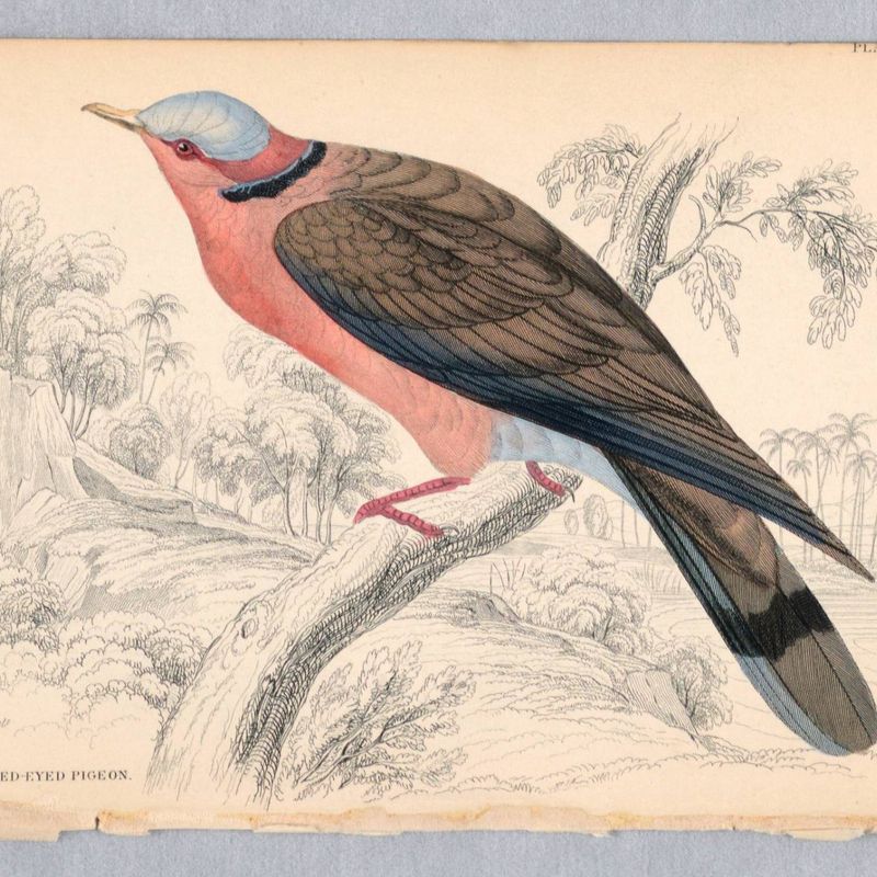 Red-Eyed Pigeon, Plate 22 from Birds of Western Africa