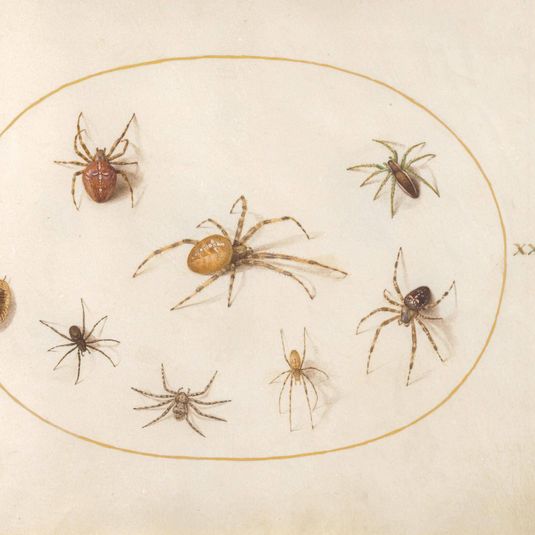 Animalia Rationalia et Insecta (Ignis):  Plate XXXVII