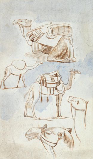 Sketch studies of camels