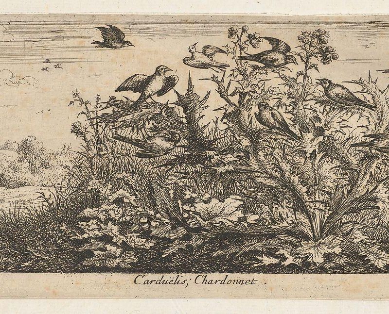 Carduëlis, Chardonnet (The Goldfinch): Livre d'Oyseaux (Book of Birds)
