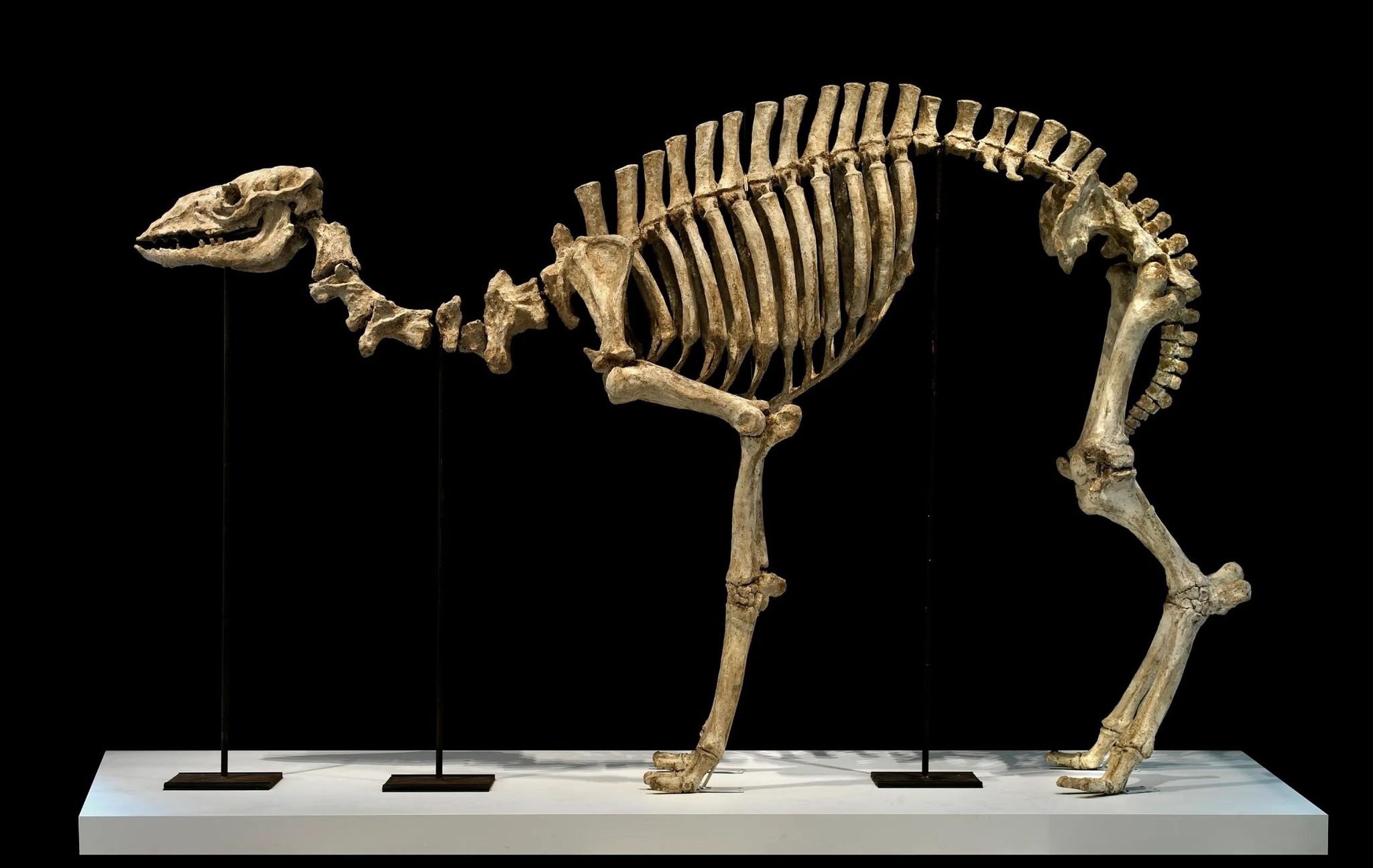 Pleistocene Skeleton