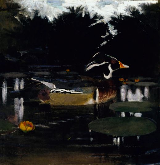 Male Wood Duck in a Forest Pool, study for book Concealing Coloration in the Animal Kingdom