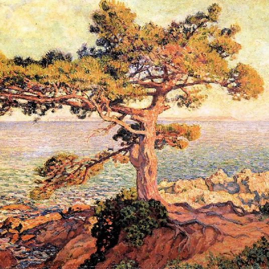 Pine by the Mediterranean Sea