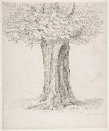 Study of a Tree; verso: Study of Houses