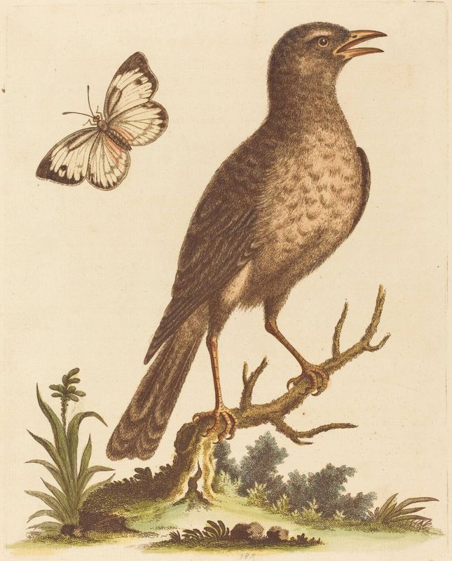 Brown Bird with a Butterfly