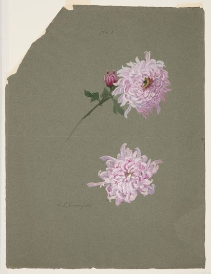 Two Studies of Violet Chrysanthemums
