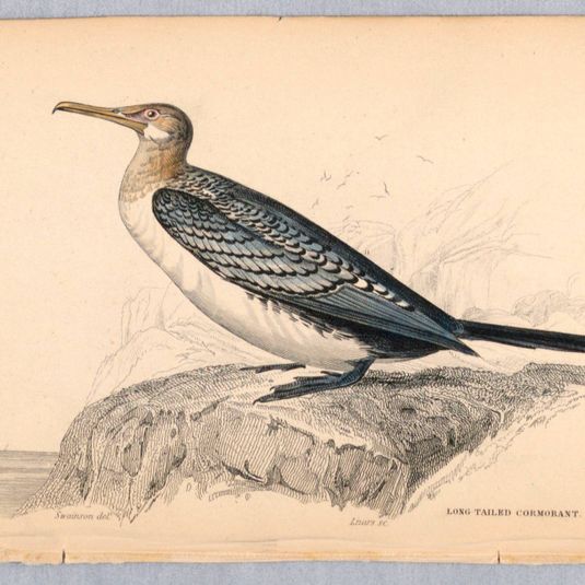 Long-Tailed Cormorant, Plate 31 from Birds of Western Africa