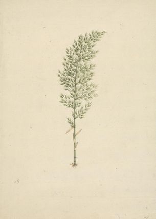Arundinaria alpina K. Schum. (African Bamboo): finished drawing of habit with roots